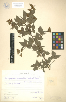 LE 01004865