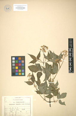 LE 01004866