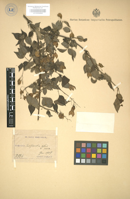 LE 01004868
