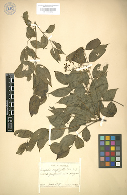 LE 01004871