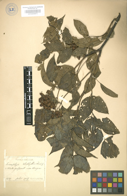 LE 01004872