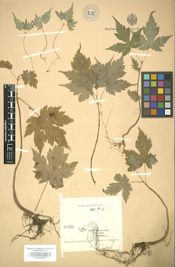 LE 01004875