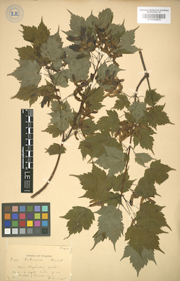 LE 01004876