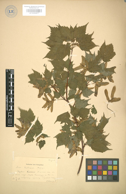 LE 01004877