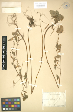 LE 01004915