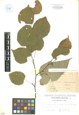 LE 01004917