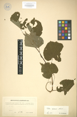LE 01004918