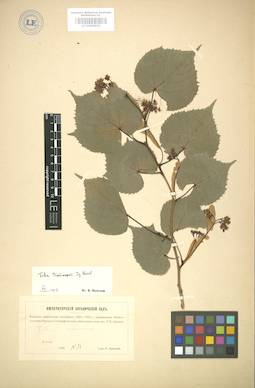 LE 01004919