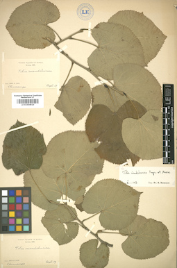 LE 01004920