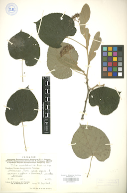 LE 01004921