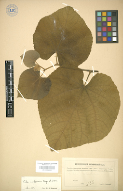 LE 01004922