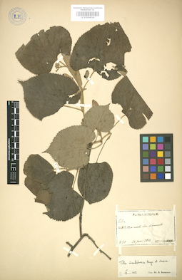 LE 01004924