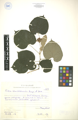 LE 01004925
