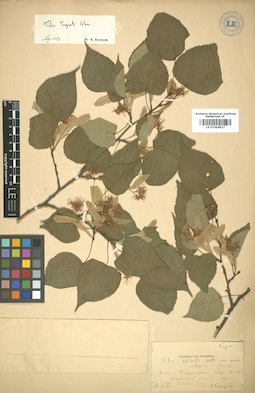 LE 01004927