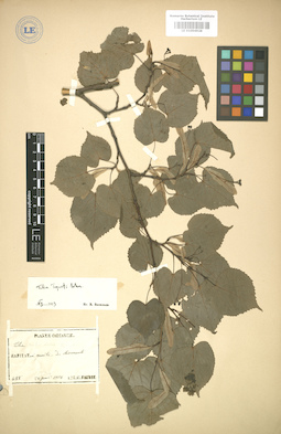 LE 01004928