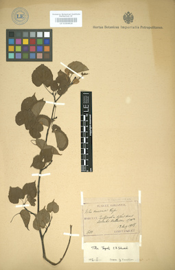 LE 01004929