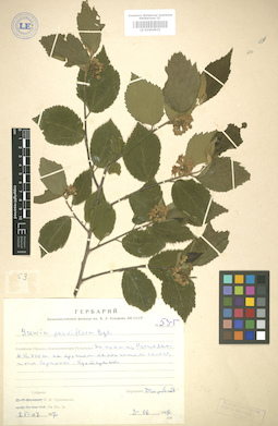 LE 01004932