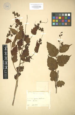 LE 01004933