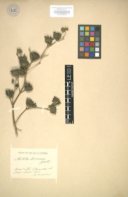 LE 01004934