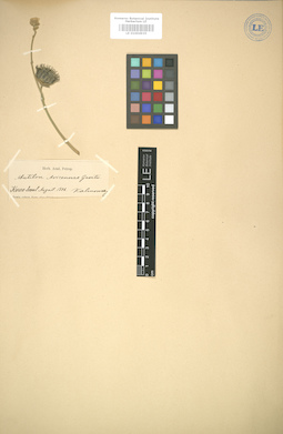 LE 01004935