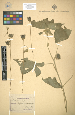 LE 01004936