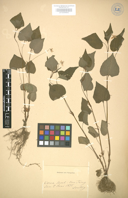 LE 01004942