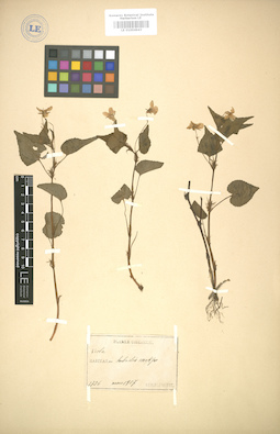 LE 01004943