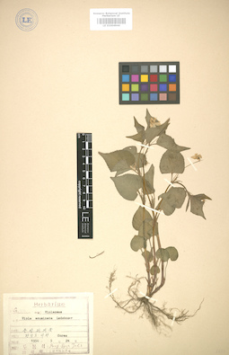 LE 01004944