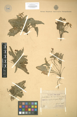 LE 01004954