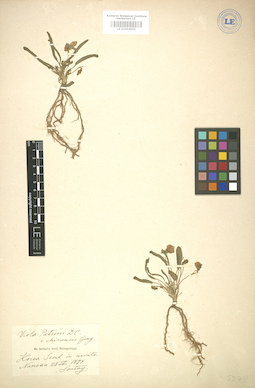 LE 01004955