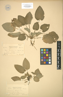 LE 01004978