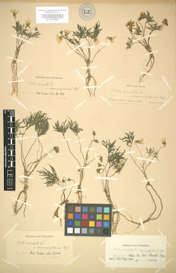 LE 01004981