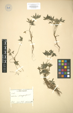 LE 01004986