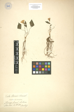LE 01004991