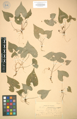 LE 01005031