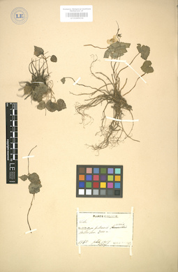 LE 01005036