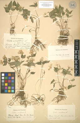 LE 01005038