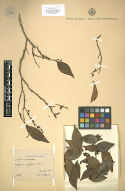 LE 01005077
