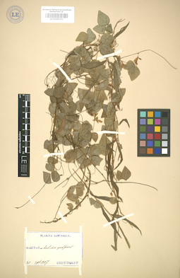 LE 01005151