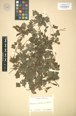 LE 01005152