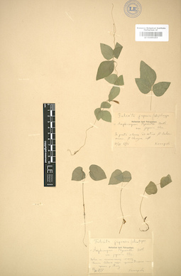 LE 01005153