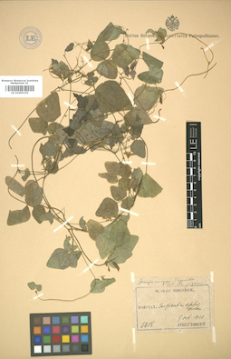 LE 01005155