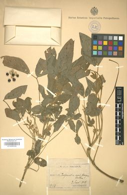 LE 01005161