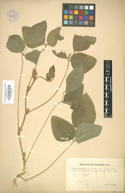 LE 01005162