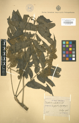 LE 01005186