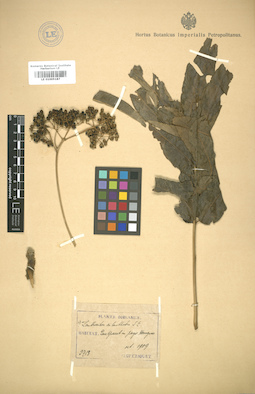 LE 01005187
