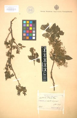 LE 01005188