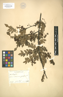 LE 01005191