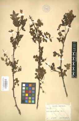LE 01005192