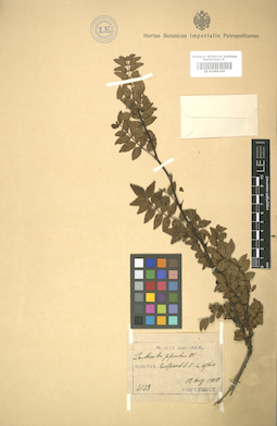 LE 01005196